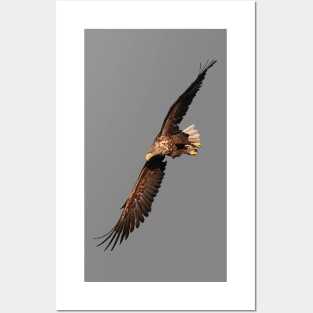 White tailed Eagle Posters and Art